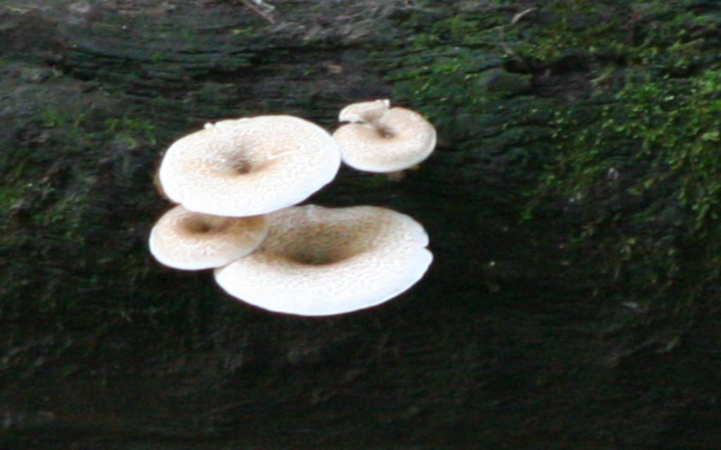 Funghi da identificare